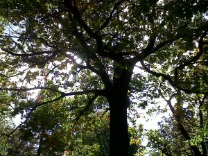 IMG00189-20101007-1337